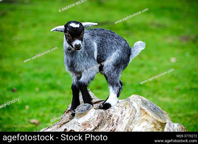 Pygmy Goat kid playing