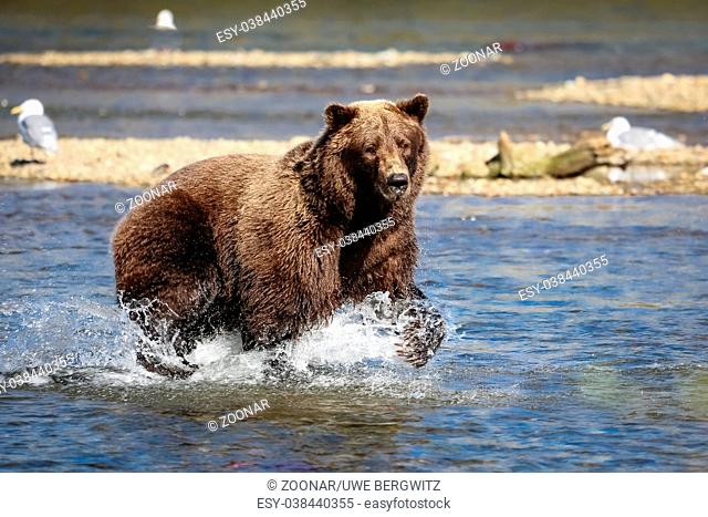 Alaskan brown bear (grizzly bear) fishing for Sockeye salmon, Moraine Creek, Katmai National Park, A
