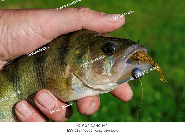 Perch on a spinning jig on the edible gum in the hands of the fisherman