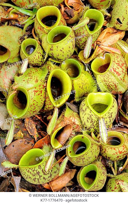 Pitcher Plant Nepenthes spec , Tanjung Puting National Park, Province Kalimantan, Borneo, Indonesia