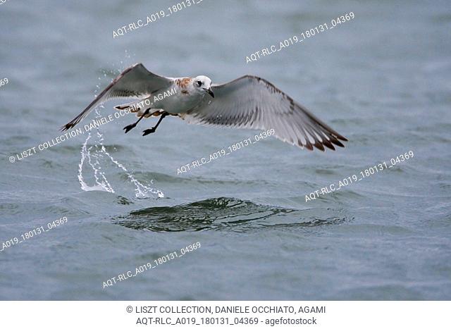 Juvenile Mediterranean Gull in flight, Mediterranean Gull, Ichthyaetus melanocephalus