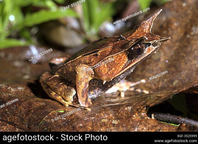 Long-nosed Horned Frog (Megophrys nasuta), Litter frogs family (Megophryidae), Kubah National Park, Kuching, Sarawak, Borneo, Malaysia