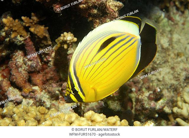 Blacktail Butterflyfish, Chaetodon austriacus, Marsa Alam, Red Sea, Egypt