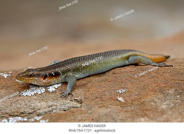 Five-lined Mabuya Rainbow Skink Trachylepis quinquetaeniata Mabuya quinquetaeniata margaritifer, Hluhluwe Game Reserve, South Africa, Africa