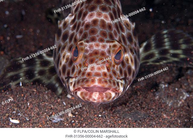 Honeycomb Grouper Epinephelus merra adult, close-up of head, Seraya Beach Resort, Bali, Lesser Sunda Islands, Indonesia