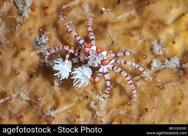 Pom-pom crabs (Lybia tesselata) adult, with anemones (Bunodeopsis) (Triactis spec.) on claws for protection on hard corals, Seraya, Bali, Lesser Sunda Islands