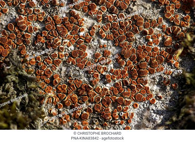 crenulate orange lichen Caloplaca crenularia - Saint-Georges-de-Pointindoux, Vendee, Pays de la Loire, France, Europe