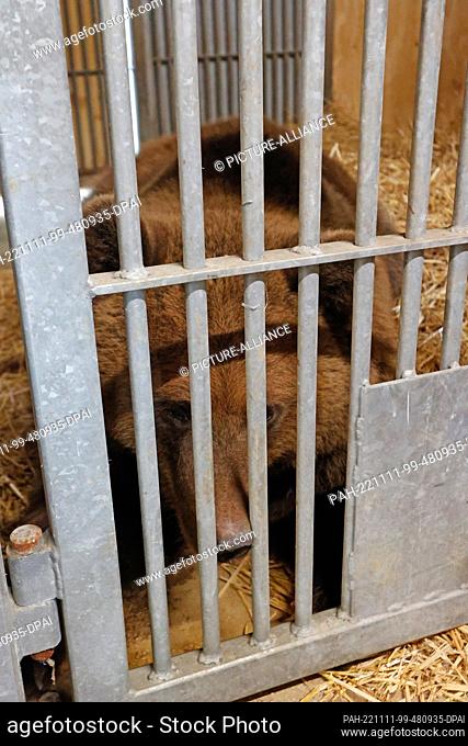 11 November 2022, Saxony-Anhalt, Thale: Brown bear Idun is the latest addition to the Thale Zoo. The 3.5-year-old animal from a zoo in Sweden has been at the...