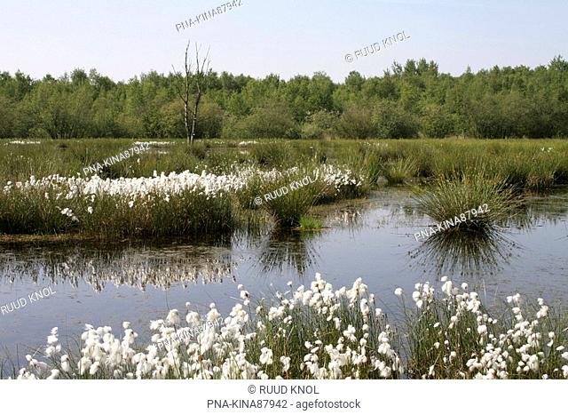 Common Cottongrass Eriophorum angustifolium - Bargerveen, Emmen, Drenthe, The Netherlands, Holland, Europe