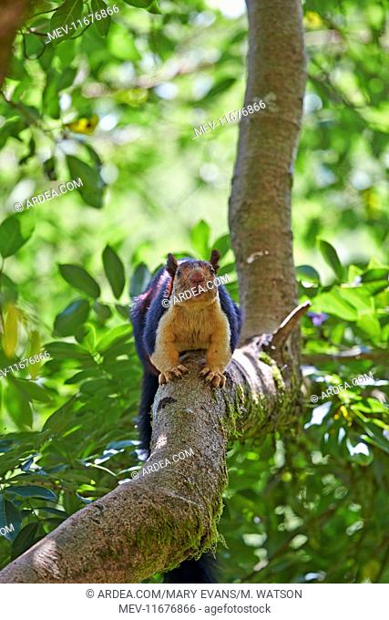 Indian Giant Squirrel / Malabar Giant Squirrel