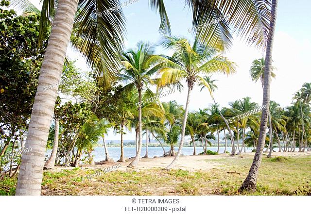 Puerto Rico, Rio Grande, Palm trees on beach