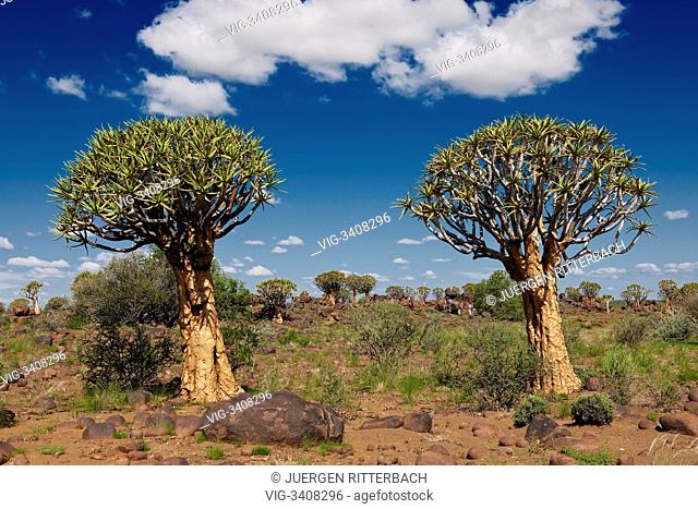 Quiver tree forest, Aloe dichotoma, Farm Garas, Mesosaurus Fossil Site, Keetmanshoop, Namibia, Africa - Keetmanshoop, Namibia, 16/02/2011