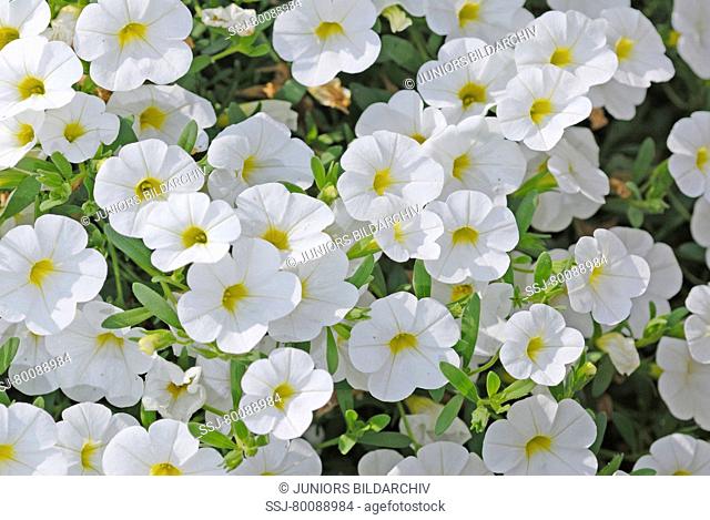 DEU, 2006: Millionbells (Calibrachoa spec.), variety: Calita White, flowers