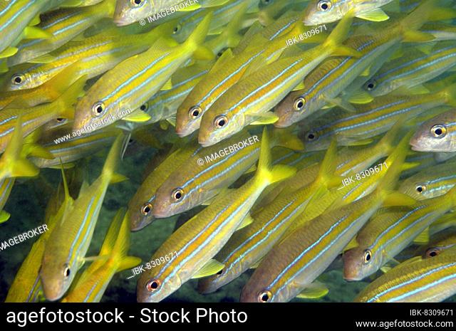 Close-up of school of mullet (Mulloidichthys ayliffe), Indian Mimic Goatfish, Indian Ocean, Mauritius, Africa
