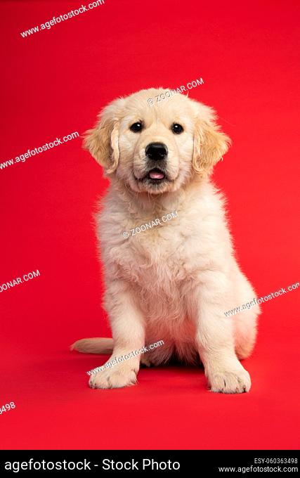 Cute sitting golden retriever puppy looking at the camera on a red background seen from the front with its tongue sticking out