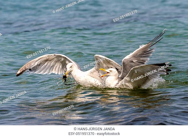 Two floating white herring gulls argue about a crab