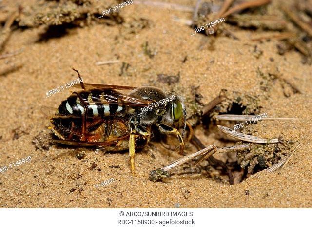 sand wasp, Bembix rostrata