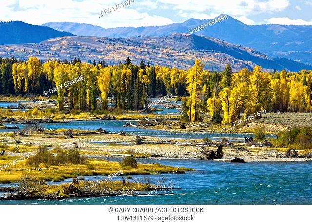 Fall colors on aspen and cottonwood trees along the Snake River, Grand Teton National Park, Wyoming