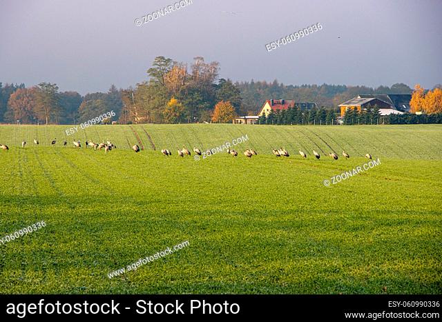 on a green field a large flock of cranes has gathered to eat