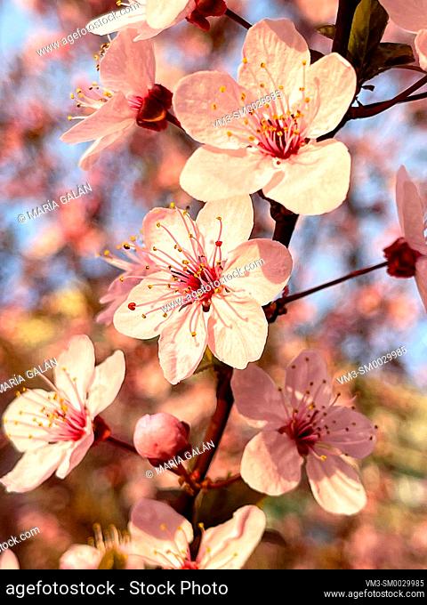 Flowered cherry tree. Close view