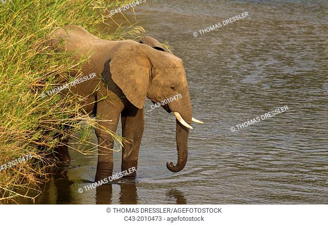 African Elephant (Loxodonta africana) - Bull at a reed-grown (Common Reed (Phragmites australis) island in the Olifants River