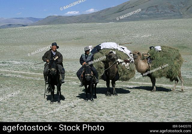 Kasak nomads on horses passing with loaded camels, province Bayan-Olgiy, Monoglia, Two-humped Camel, Bactrian Camel (Camelus bactrianus)