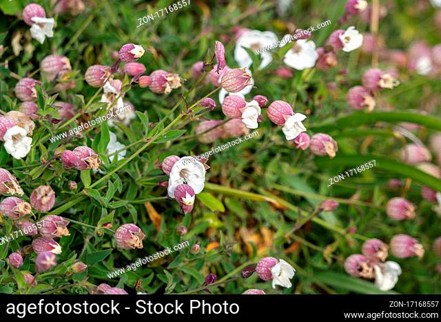 Sea Campion (Silene uniflora) growing by the coast at Pendennis Point in Falmouth, Cornwall