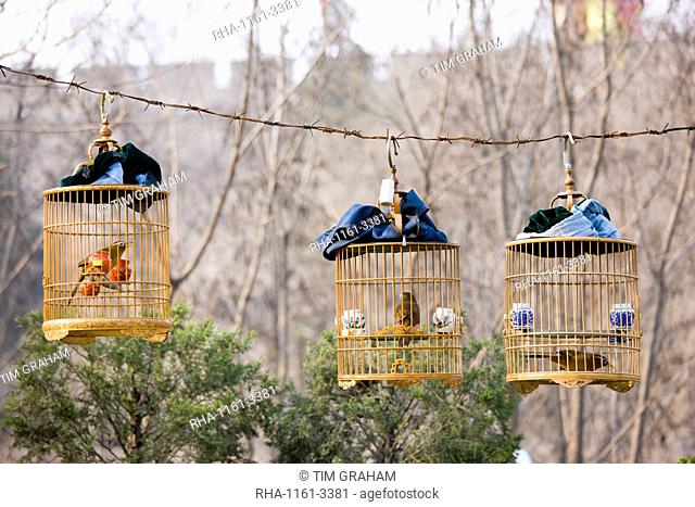 Laughing Thrushes hang in cages in a park, central Xian, China