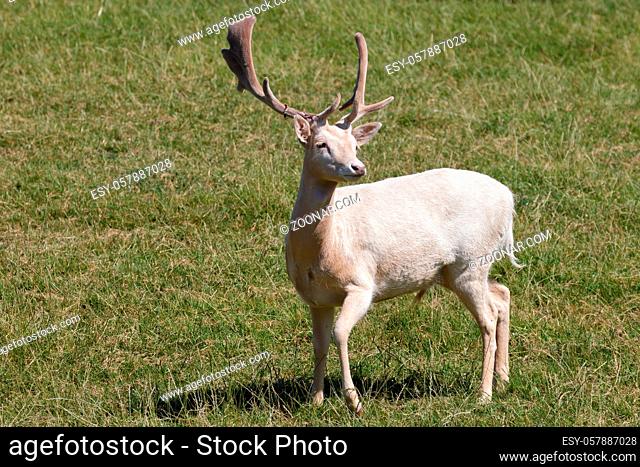 Male albino Fallow Deer (Dama dama) Standing in the sunshine