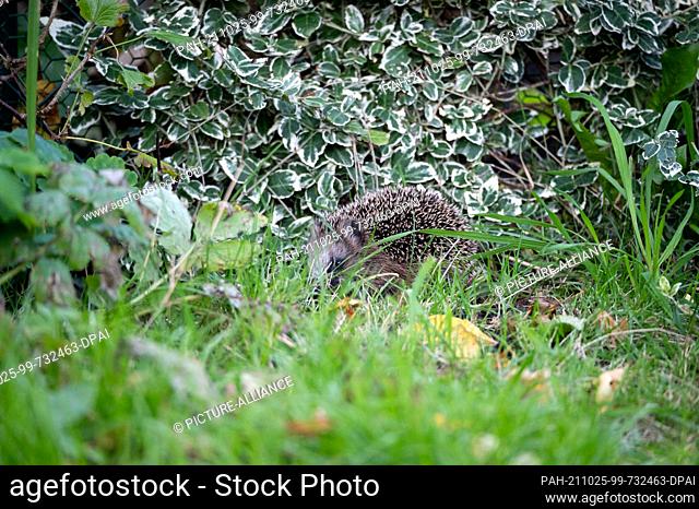 24 October 2021, Hamburg: A young brown-breasted hedgehog (Erinaceus europaeus) walks well hidden through grass in the afternoon