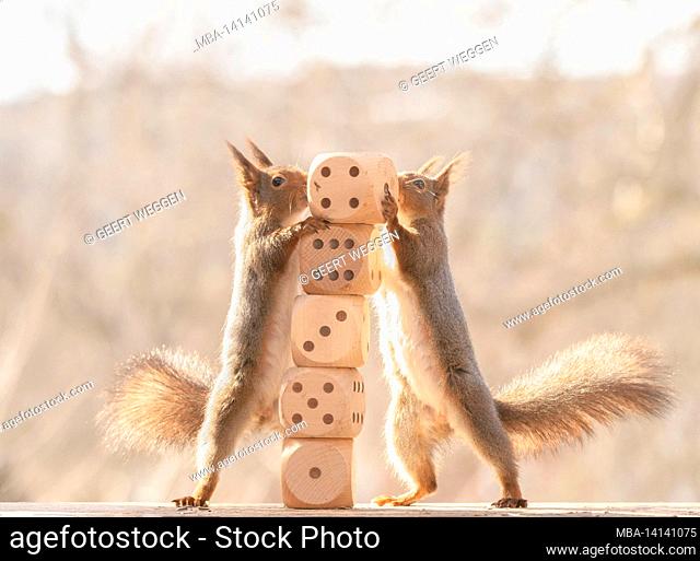 red squirrels are holding on to big dices