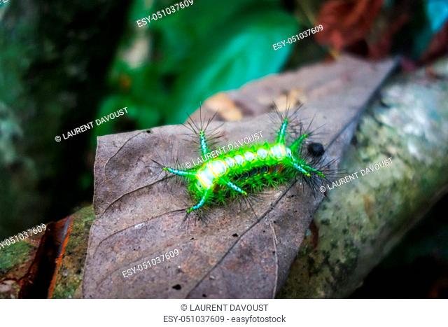 Stinging Slug Caterpillar in Taman Negara national park, Malaysia