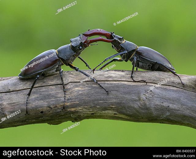 Stag beetle (Lucanus cervus), two males fighting on a branch, biosphere area, Swabian Alb, Baden-Württemberg, Germany, Europe