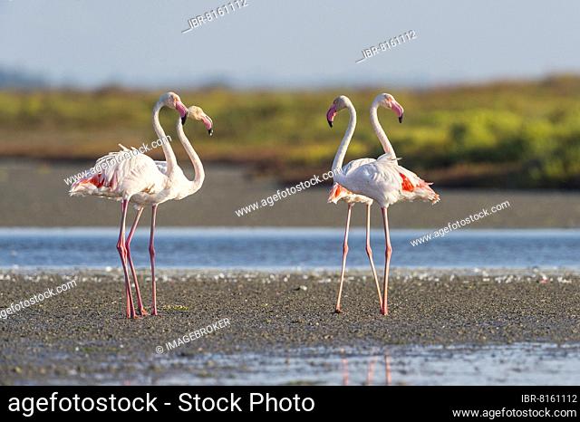European Flamingo (Phoenicopterus roseus), Great Flamingo, Saintes-Maries-de-la-Mer, Parc naturel régional de Camargue, Languedoc Roussillon, France, Europe