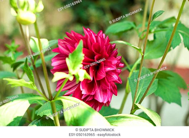 A red Dahlia flower (A member of Asteraceae or Compositae dicotyledonous), a genus of bushy, tuberous, herbaceous perennial plants