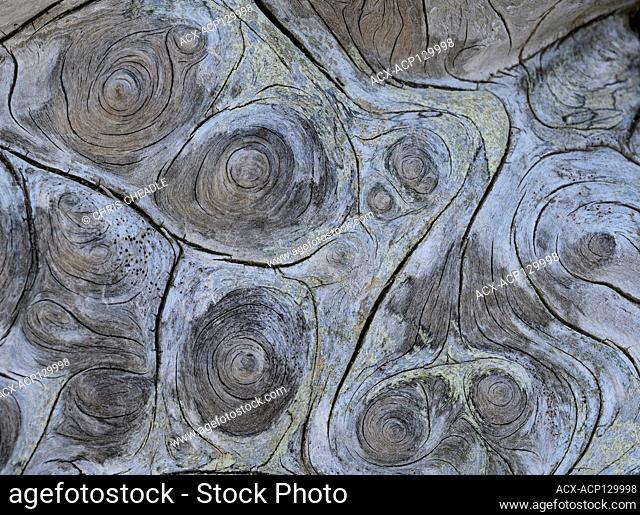 Weathered driftwood patterns, Haida Gwaii, Formerly known as Queen Charlotte Islands, British Columbia, Canada