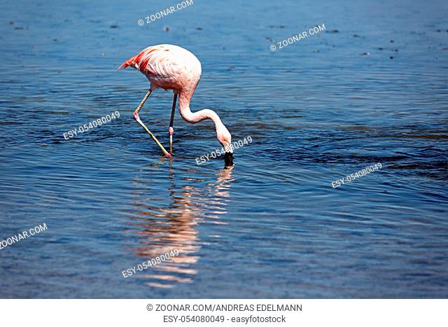 Flamingo in der Laguna Chaxa in Chile