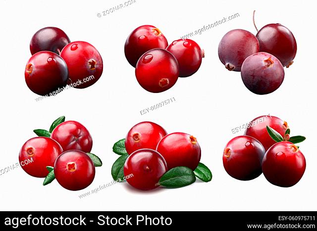 Wild cranberries (Vaccinium oxycoccus) with leaves arranged by three. Clipping paths, shadows separated