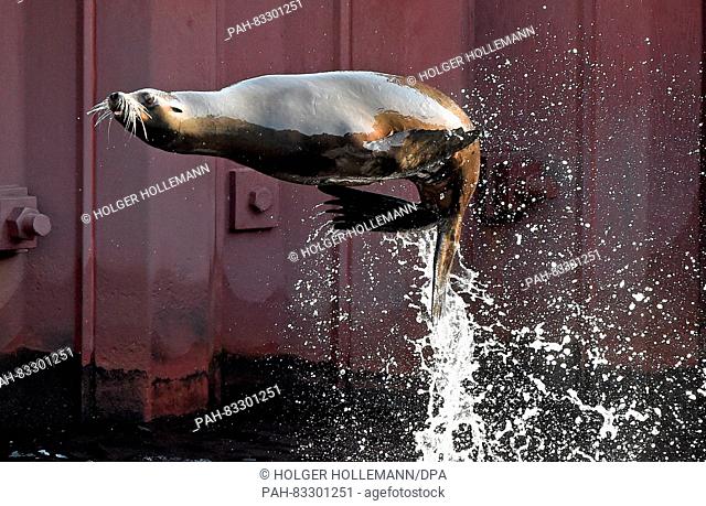 The Californian seal Pam jumps in the habour of Yukon Bay of the Adventure Zoo in Hannover, Germany, 02 Septemeber 2016. Photo: Holger Holleman/dpa | usage...