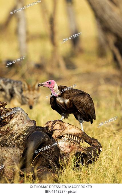 Hooded Vulture (Necrosyrtes monachus), at the carcass of a Cape Buffalo (Syncerus caffer caffer) Savuti, Chobe National Park, Botswana
