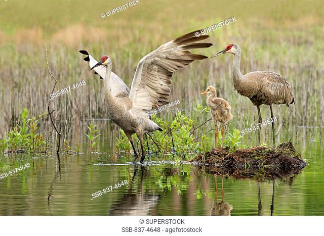 Two Sandhill cranes Grus canadensis with baby chick in a swamp