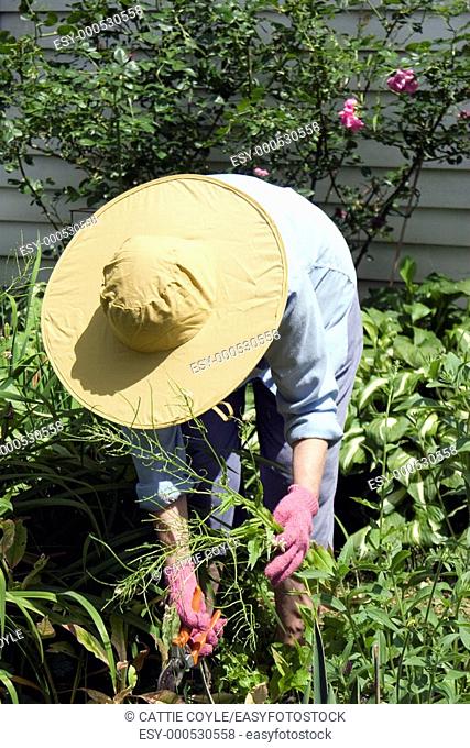 Woman working in her garden  MR