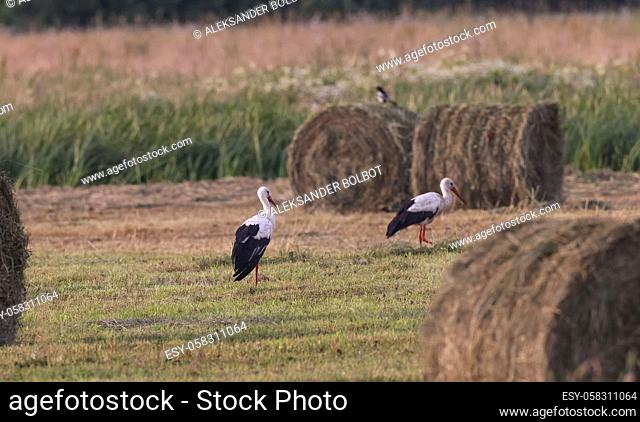 White Stork(Cicionia cicionia) among hay bale, Podlaskie Voivodeship, Poland, Europe