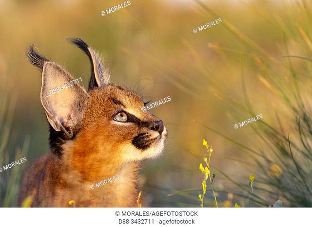 Caracal (Caracal caracal), Occurs in Africa and Asia, Young animal 9 weeks old, Captive, Portrait