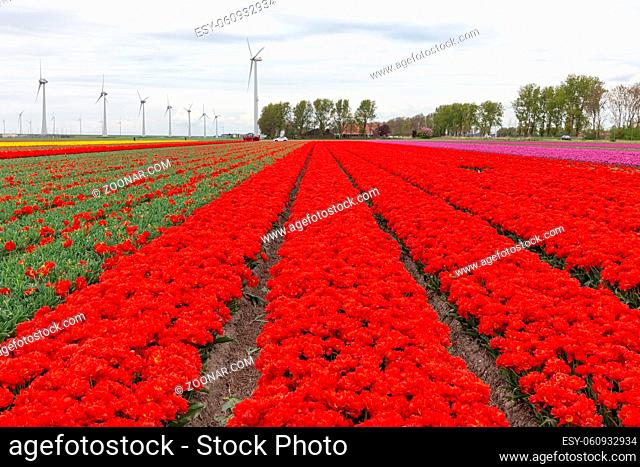 Colorful tulip fields with big wind turbines in the Netherlands