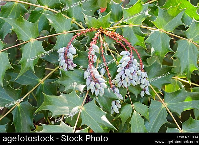 Mahonia, Beale's barberry fruits, Mahonia bealei, Mass of mauve coloured fruit growing on the plant outdoor