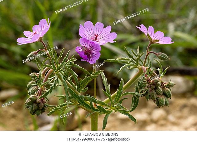 Tuberous Cranesbill Geranium tuberosum flowering, Cyprus