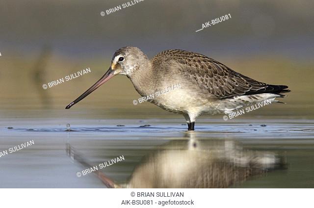 First-winter Hudsonian Godwit (Limosa haemastica) wading in shallow water Salinas Wetlands in Monterey, California, United States