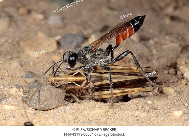 Sand Wasp (Sphex albisectus) adult female, with paralysed grasshopper prey, Chaine des Alpilles, Bouches-du-Rhone, Provence, France, June
