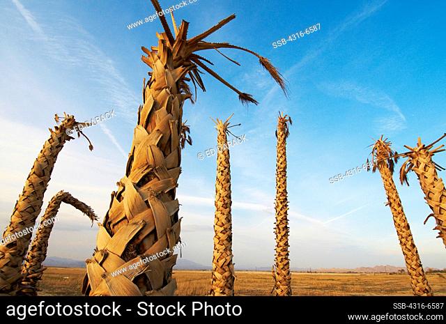 Stand of dead California Fan Palm trees (Washingtonia filifera), California Desert, Lucerne Valley, California, USA